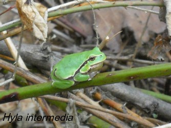 Hyla intermedia